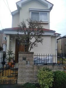 オリーブ剪定