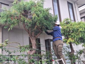 剪定作業をしているスタッフ
