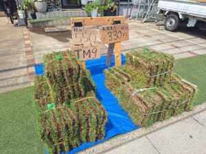 天然芝（TM9・高麗芝）販売しています