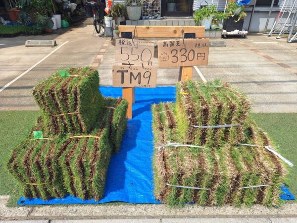 天然芝（TM9・高麗芝）販売しています