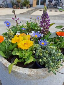 寄せ植え・花植え