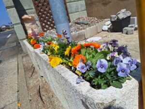 寄せ植え・花植え