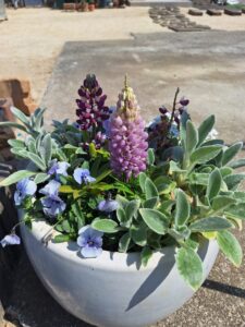 寄せ植え・花植え