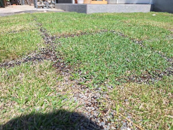 店舗前芝張り後2週間の様子
