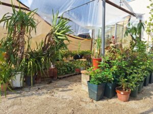 ニワナショナル パークサイド店の様子【観葉植物】
