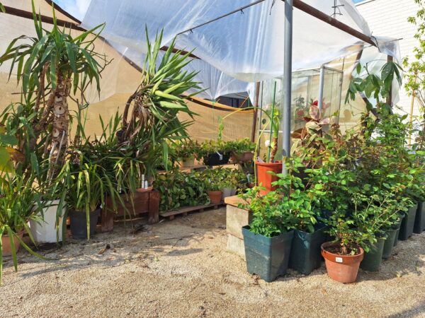 外の観葉植物の様子