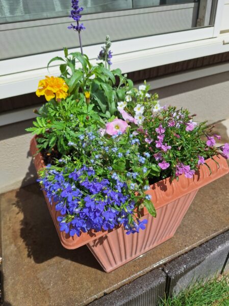 子どもと挑戦した寄せ植え