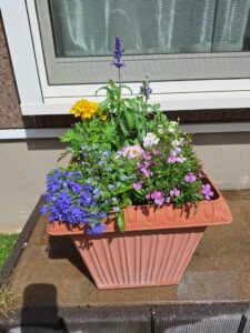 子どもと挑戦した寄せ植え