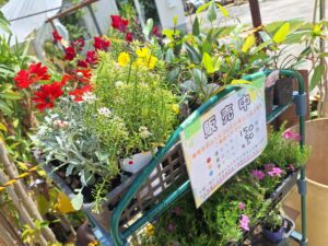 頭で販売している花の苗