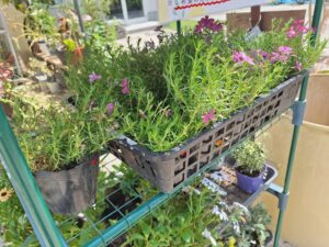 頭で販売している花の苗