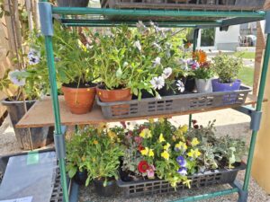 頭で販売している花の苗