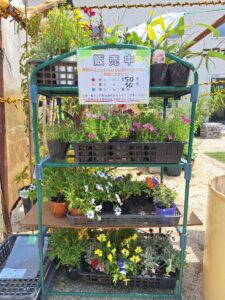 頭で販売している花の苗