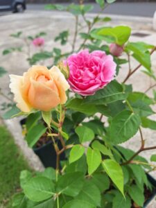 鉢植えバラ