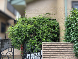 伐採・剪定・刈込の作業写真