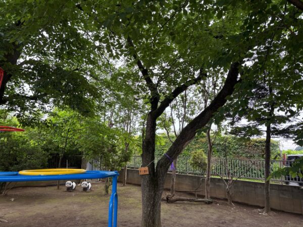 桜の木伐採・枯れ枝除去作業事例写真