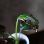 枯れた観葉植物