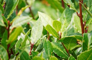 ローリエ（ゲッケイジュ）