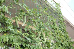 緑のカーテン（グリーンカーテン）