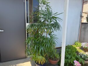 観葉植物（シュロチク）の植え替え・剪定の作業写真before