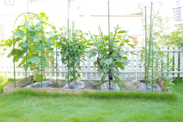 支柱を立てた夏野菜