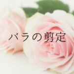 バラの剪定