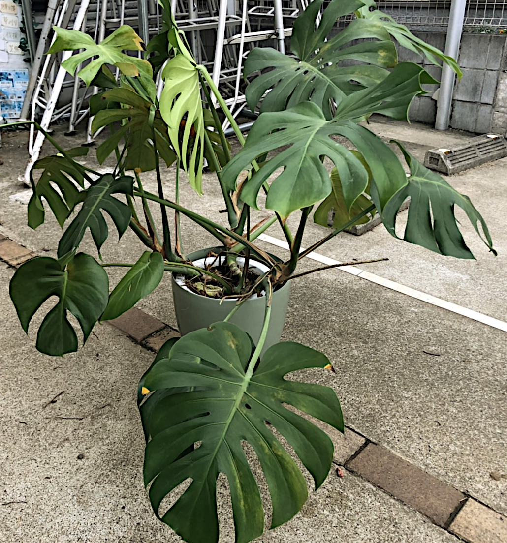 観葉植物、モンステラのお引き取り／東京都世田谷区 | お庭の専門店ニワナショナル（東京・埼玉）