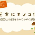 芝生にキノコ? アイキャッチ