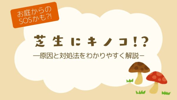 芝生にキノコ? アイキャッチ