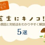 芝生にキノコ？　アイキャッチ