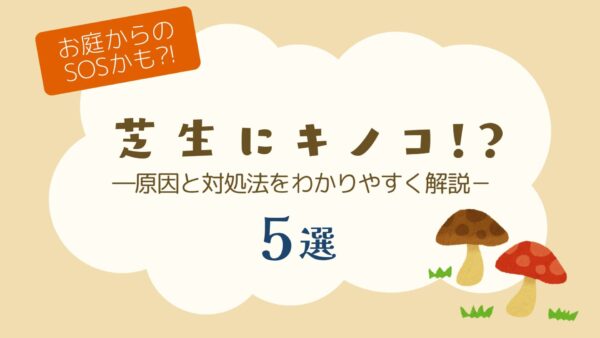 芝生にキノコ? アイキャッチ