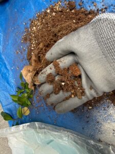 観葉植物の植え替え、引き取りの作業事例写真