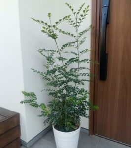 シマトネリコ