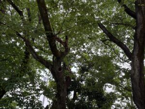 桜の木伐採・枯れ枝除去作業事例写真