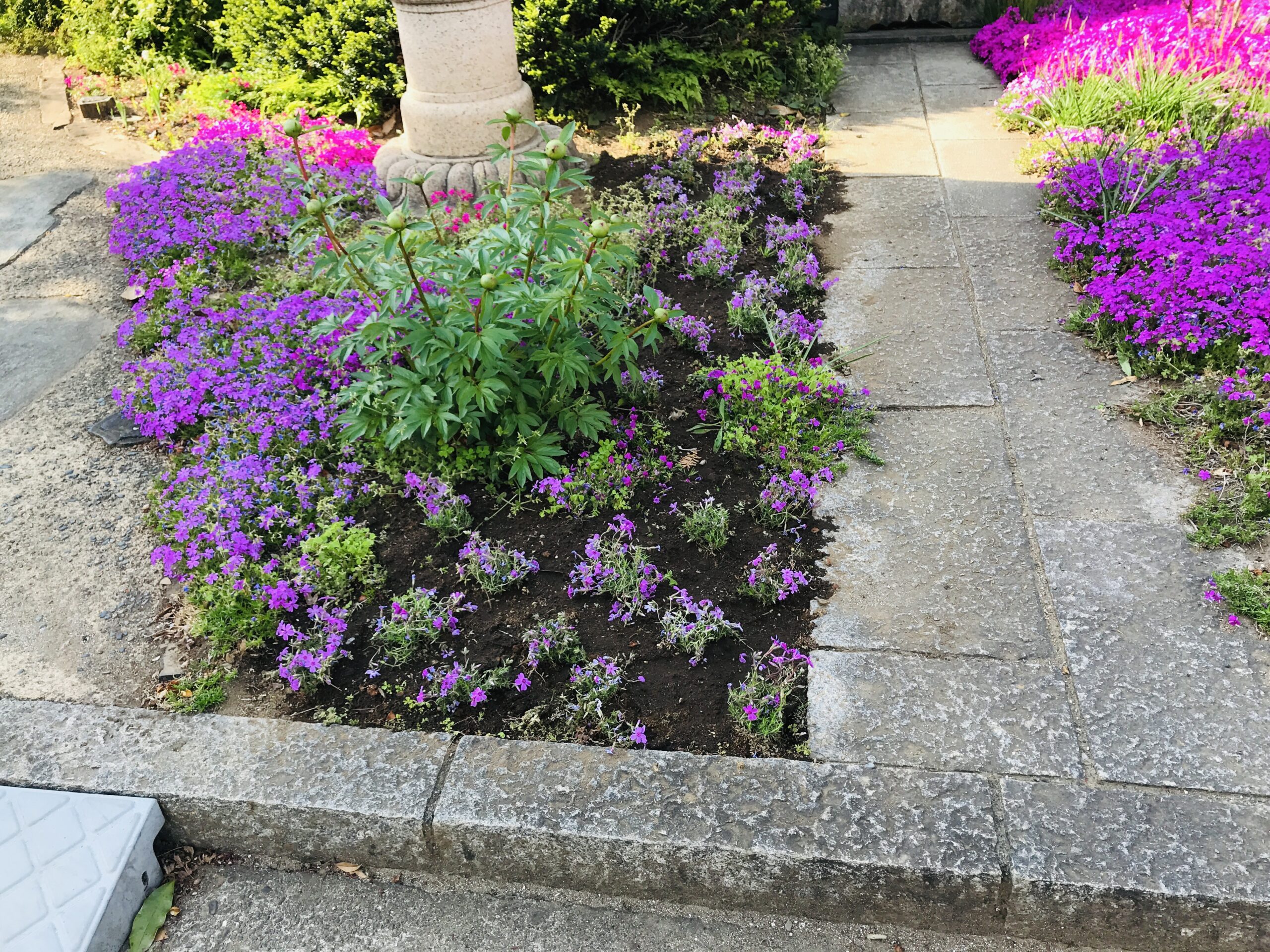 芝桜の植え込み作業をしましたin上尾市 お庭の専門店ニワナショナル 東京 埼玉