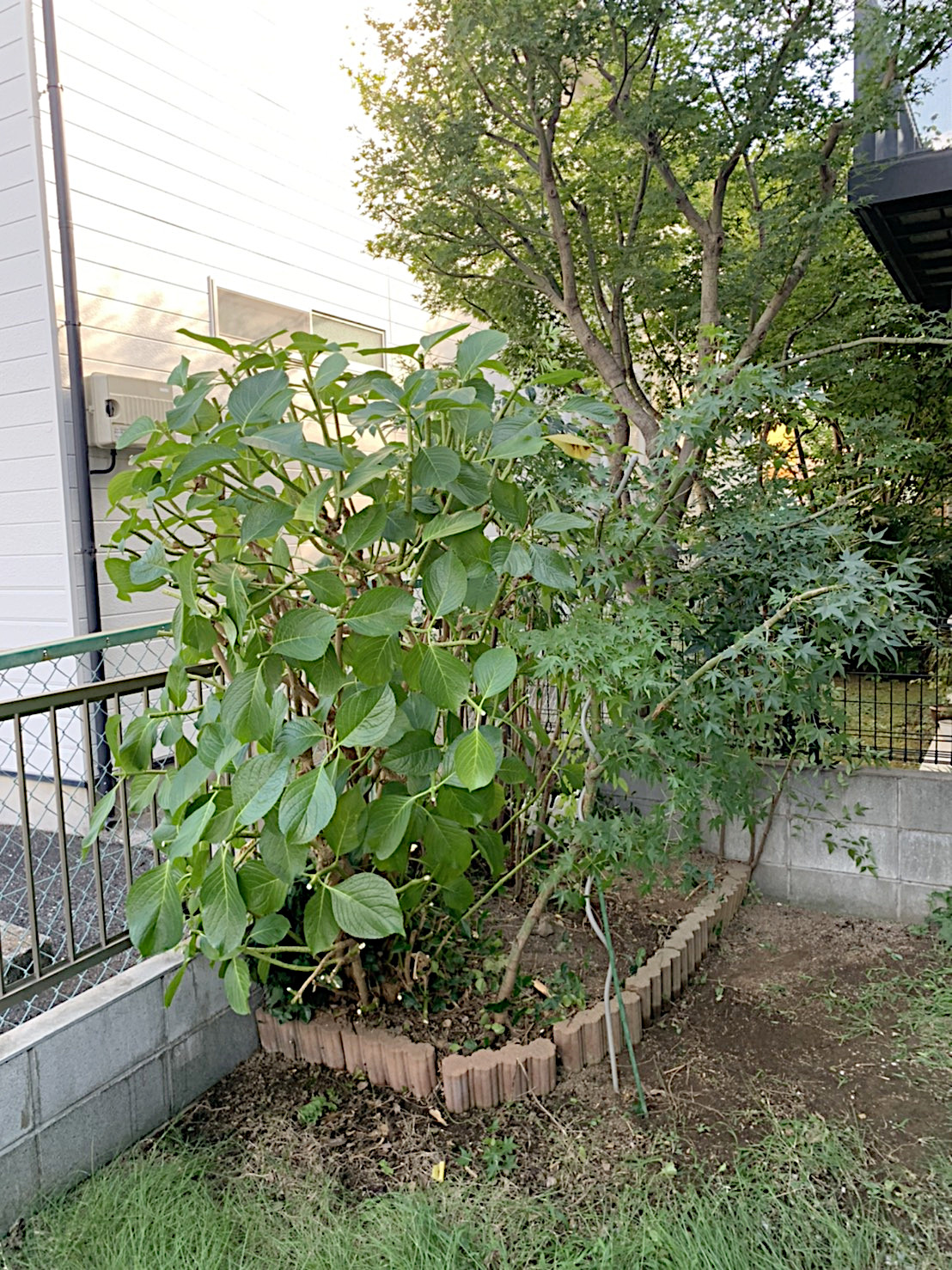 庭木の剪定 ナンテン アジサイ モミジ ヤツデの剪定 埼玉県上尾市 お庭の専門店ニワナショナル 東京 埼玉