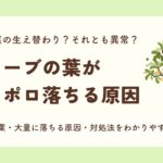オリーブの葉がポロポロ落ちる原因
