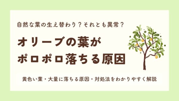 オリーブの葉がポロポロ落ちる原因