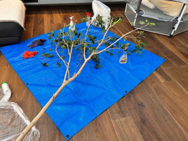 カイガラムシ除去・消毒の作業写真