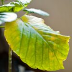 観葉植物の害虫被害