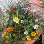 植え替え後