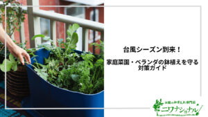 アイキャッチ_ベランダガーデニングと家庭菜園の台風対策