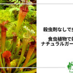 アイキャッチ_食虫植物