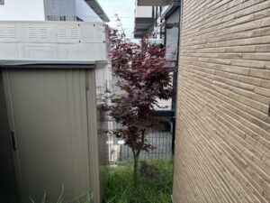 伐採・剪定・刈込の作業写真