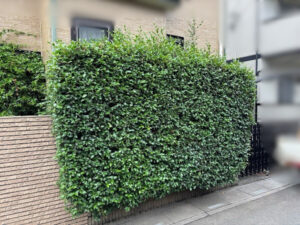 伐採・剪定・刈込の作業写真