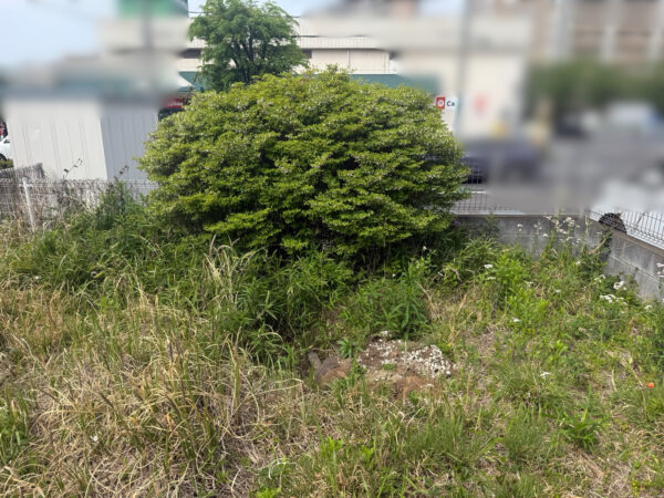 ドッグランづくり(人工芝張り)、植栽の移植・抜根の作業写真
