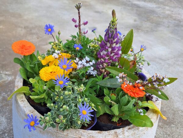 寄せ植え・花植え