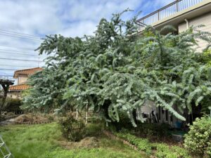 剪定・刈込、植木鉢回収の作業写真