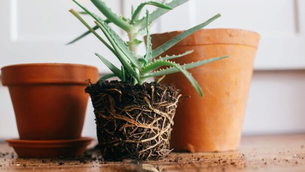 観葉植物 植え替え