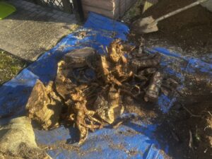 土中伐採、枯れ処置の作業写真