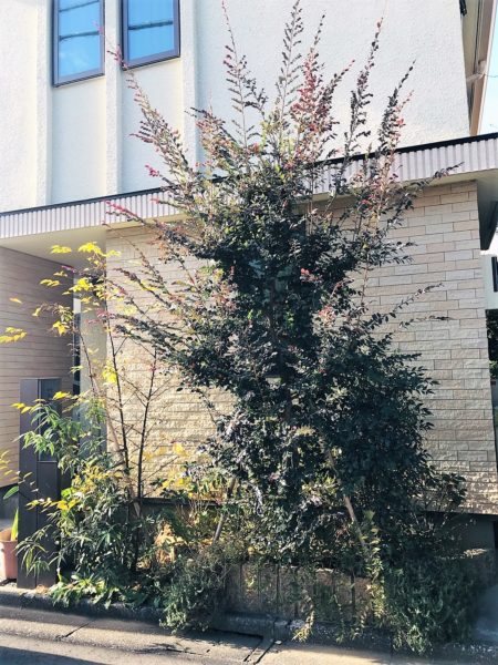 11.30　目黒区　玄関前植栽　シンボリックな植木整形剪定
